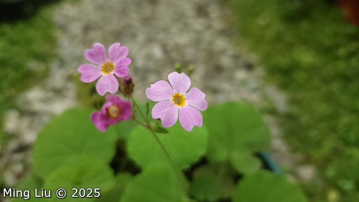<i>Primula lithophila </i>