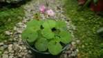 <i>Primula lithophila </i>