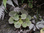<i>Primula lithophila </i>