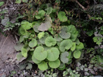 <i>Primula lithophila </i>