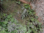 <i>Primula lithophila </i>