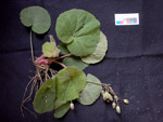 <i>Primula lithophila </i>