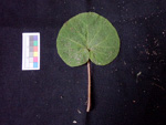 <i>Primula lithophila </i>