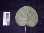 <i>Primula lithophila </i>