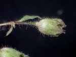 <i>Primula lithophila </i>