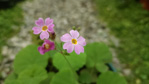<i>Primula lithophila </i>