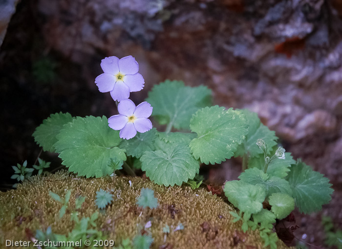 <i>Primula littledalei </i>