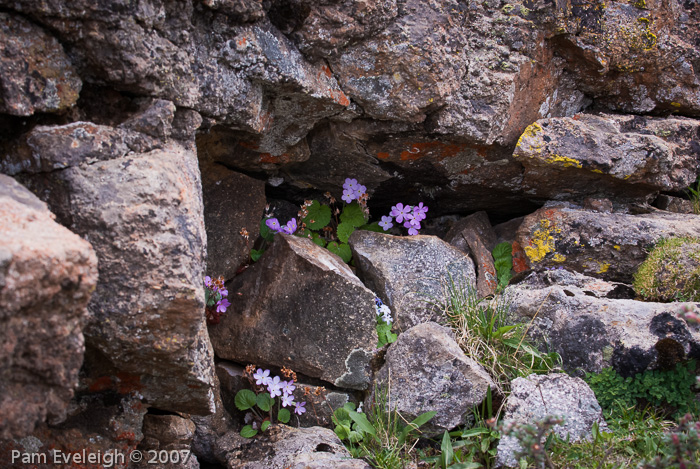 <i>Primula littledalei </i>