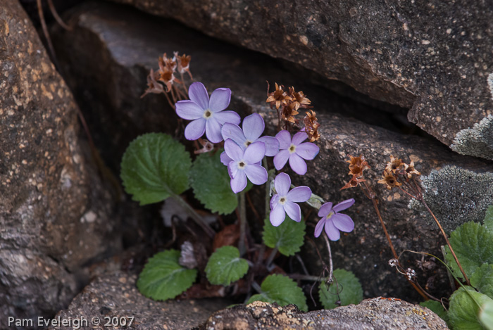 <i>Primula littledalei </i>