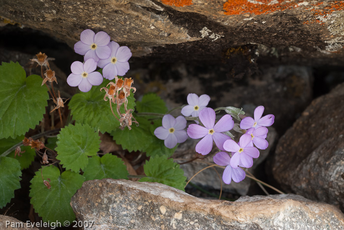 <i>Primula littledalei </i>