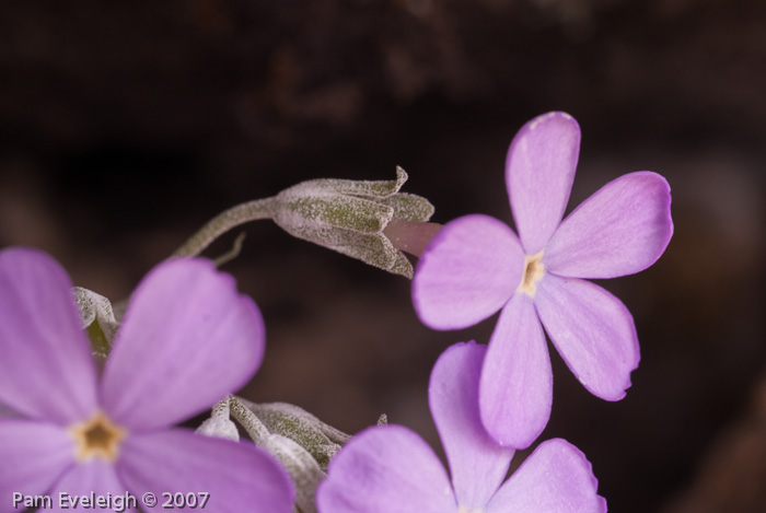 <i>Primula littledalei </i>