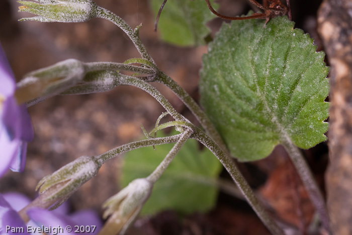 <i>Primula littledalei </i>