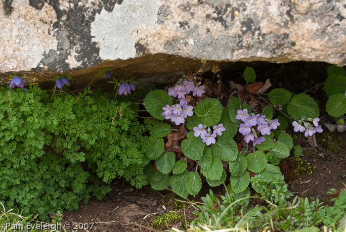 <i>Primula littledalei </i>