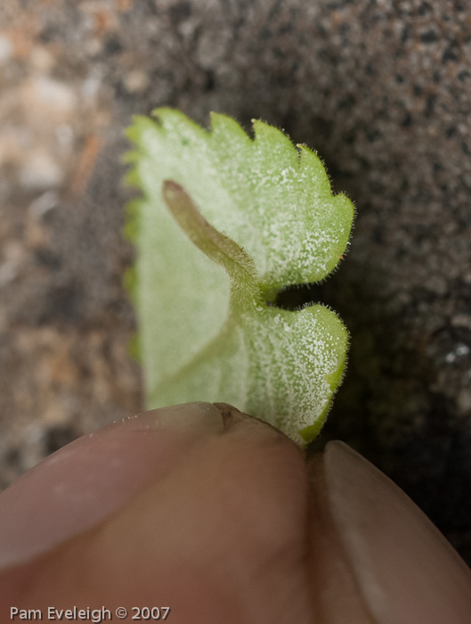 <i>Primula littledalei </i>