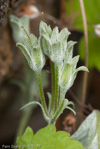 <i>Primula littledalei </i>