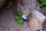 <i>Primula littledalei </i>