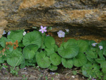 <i>Primula littledalei </i>