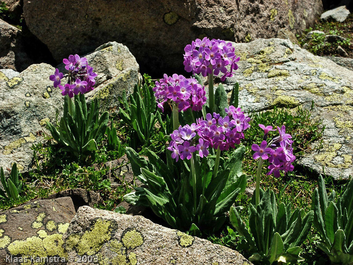 Primula longipes