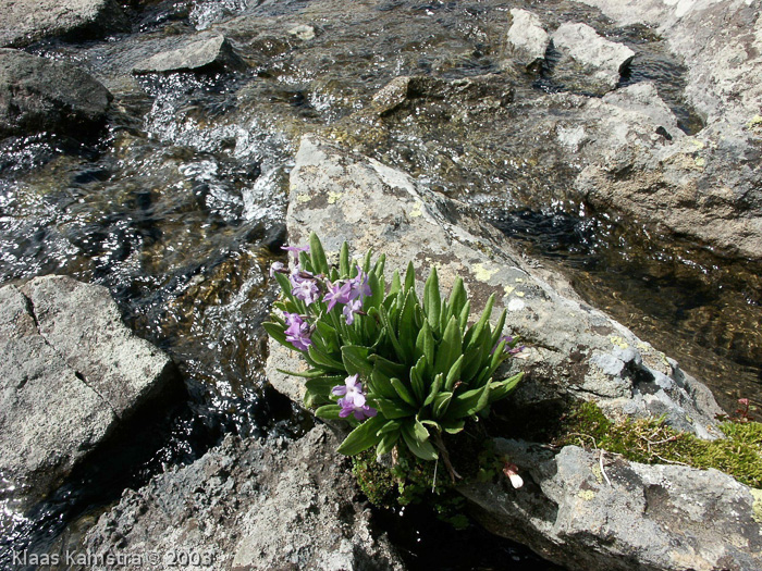 Primula longipes