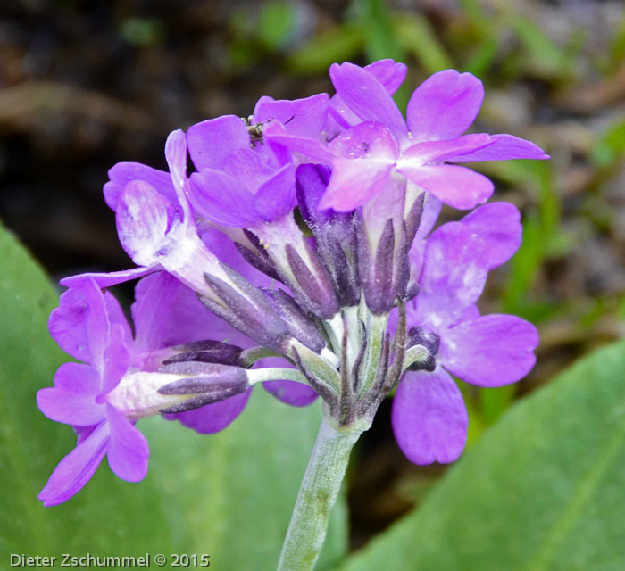 Primula longipes