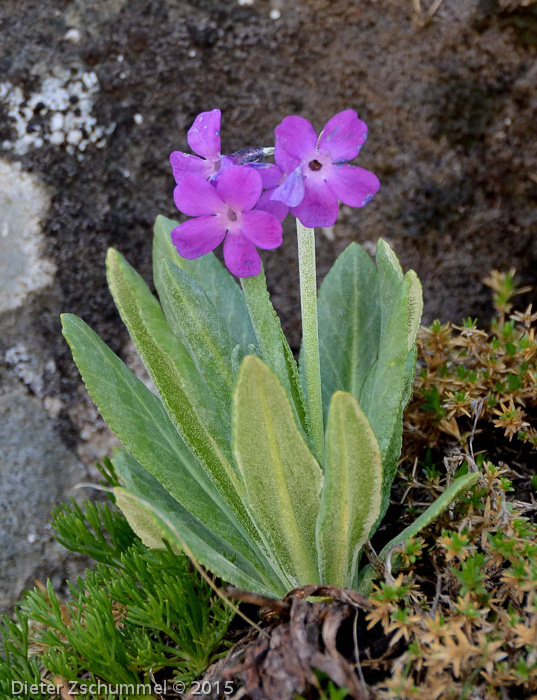 Primula longipes