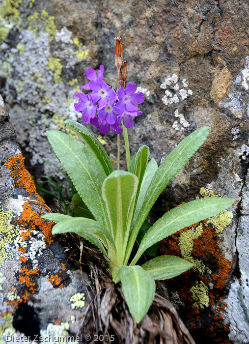 Primula longipes