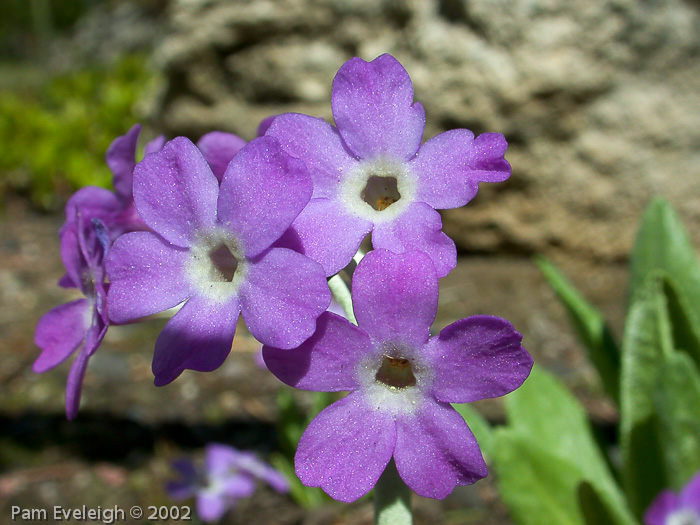 Primula longipes