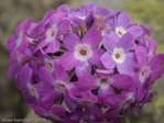 Primula longipes