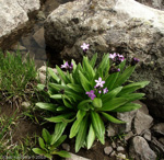 Primula longipes