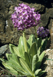 Primula longipes