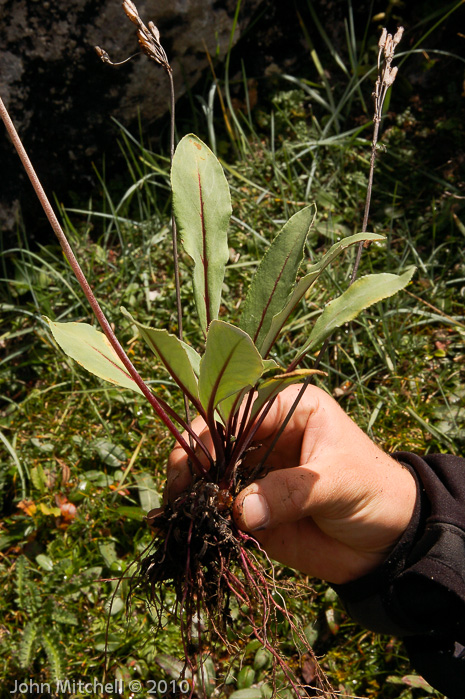 <i>Primula longipetiolata </i>