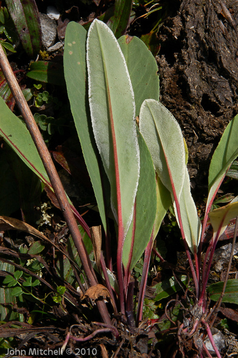 <i>Primula longipetiolata </i>