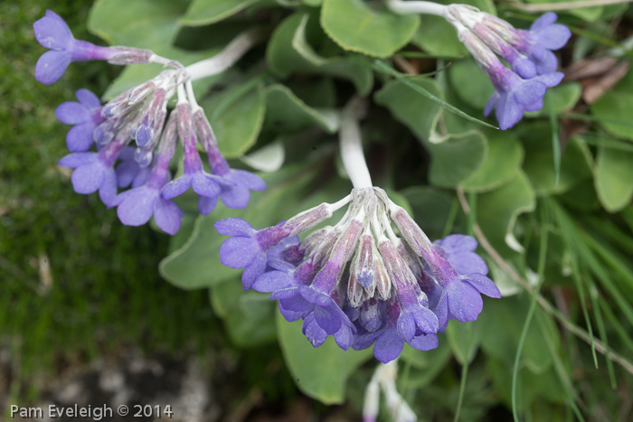 <i>Primula longipetiolata </i>