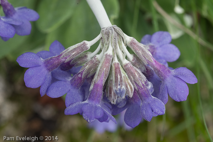 <i>Primula longipetiolata </i>