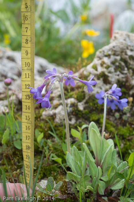 <i>Primula longipetiolata </i>