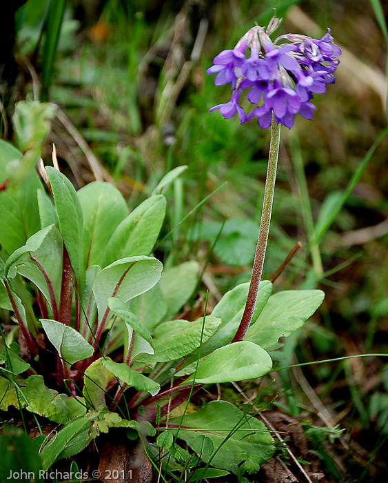 <i>Primula longipetiolata </i>