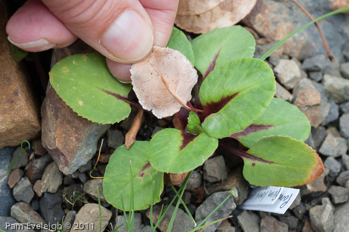 <i>Primula longipetiolata </i>