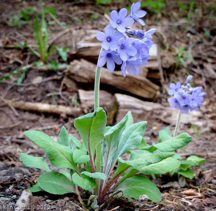 <i>Primula longipetiolata </i>