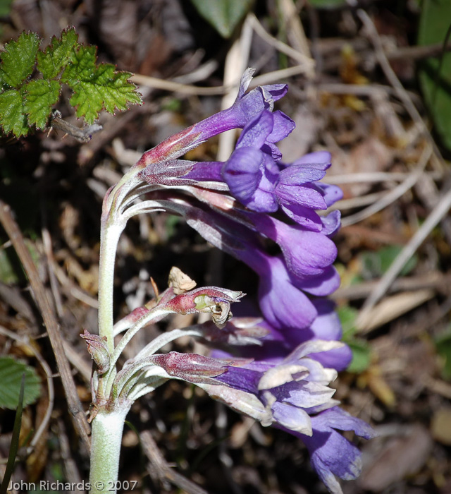 <i>Primula longipetiolata </i>