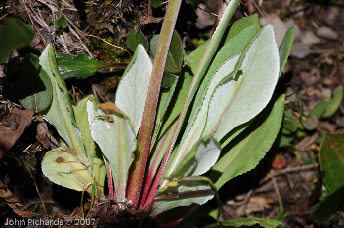 <i>Primula longipetiolata </i>