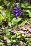 <i>Primula longipetiolata </i>