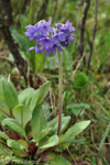 <i>Primula longipetiolata </i>