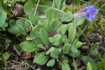 <i>Primula longipetiolata </i>