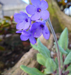 <i>Primula longipetiolata </i>