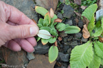 <i>Primula longipetiolata </i>