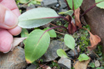 <i>Primula longipetiolata </i>