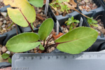 <i>Primula longipetiolata </i>