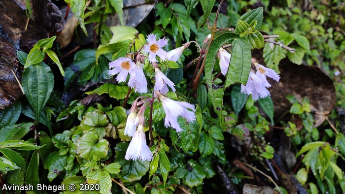 <i>Primula longistamina </i>