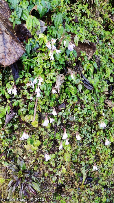 <i>Primula longistamina </i>