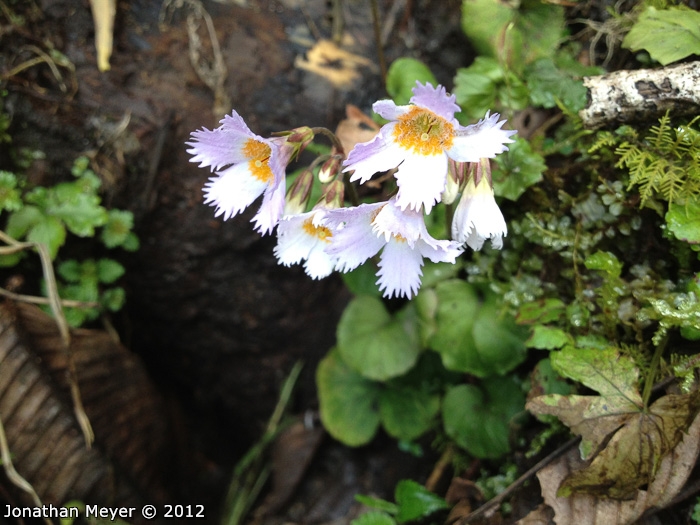 <i>Primula longistamina </i>